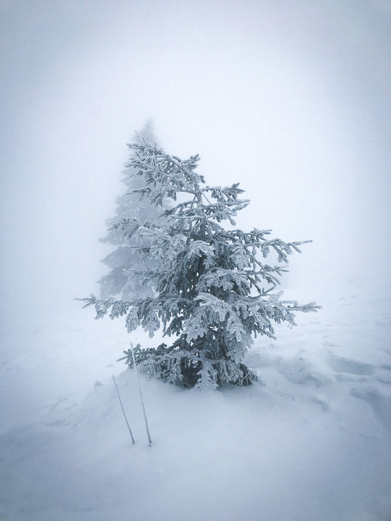Schwarzwald
